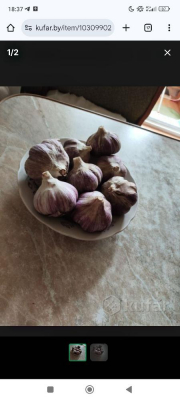 Чеснок