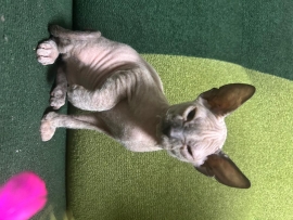 Котята донской сфинкс (девочки)2мес