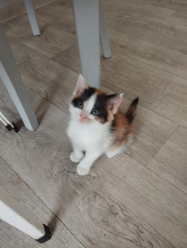 Котята в дар