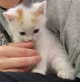 котята в дар