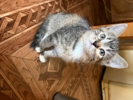 Котята в дар
