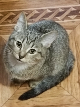 Отдам даром