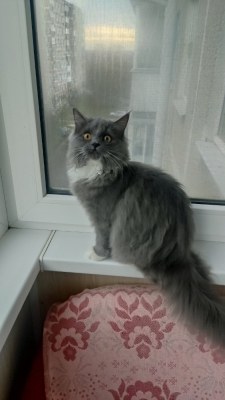 Потерялась кошка