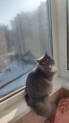 Потерялась кошка