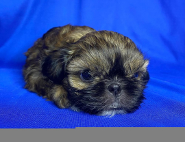 Продается шенок