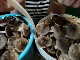 Продам грибы рядовки