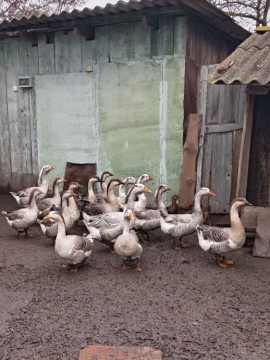 Продам гусей