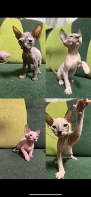 Продам котят донской сфинкс