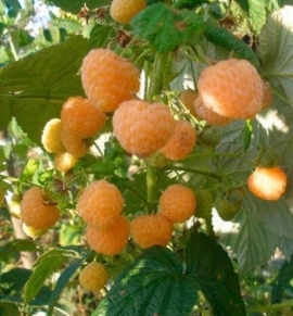 Саженцы желтой малины и красной