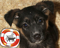 Волонотёры помогают бездомным животным в Слуцке и Солигорске