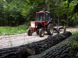 В Польше началась вырубка Беловежской пущи