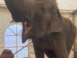 «В такие моменты осознаёшь, насколько белорусы добрый и душевный народ». Как развивается нашумевшая история со слоном