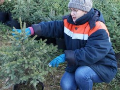 Слуцкий лесхоз планирует сдавать елки в аренду