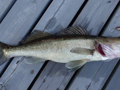 Чтобы сохранить популяцию: с 15 апреля запрещается ловить судака