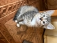 Котята в дар